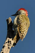 Cardinal Woodpecker