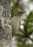 Grey-headed Woodpecker