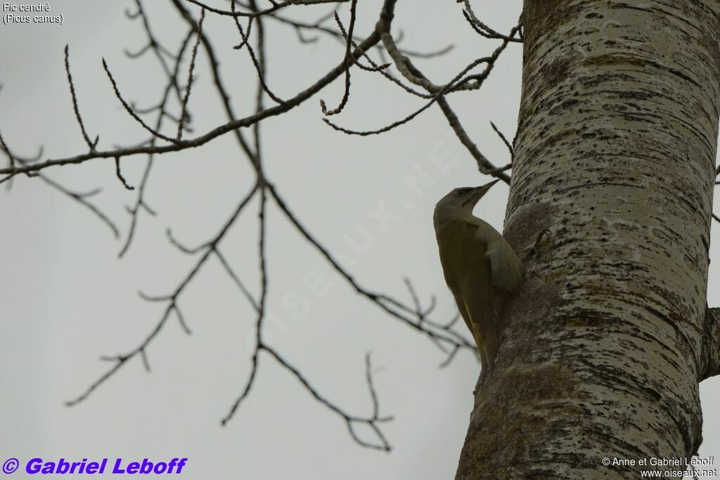 Grey-headed Woodpecker female adult