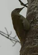 Grey-headed Woodpecker