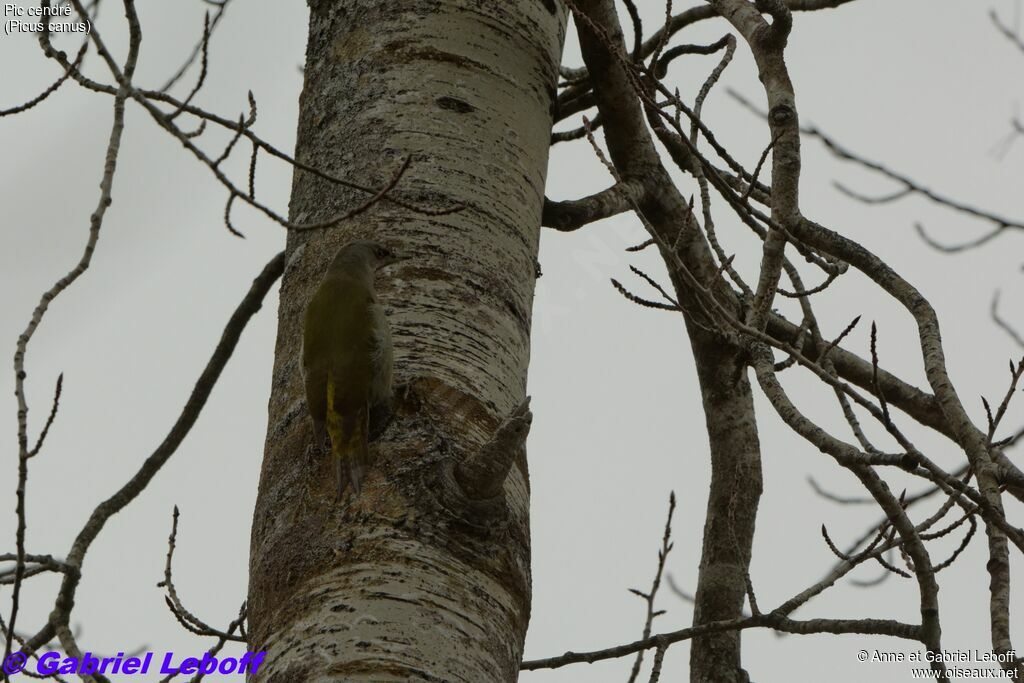 Grey-headed Woodpecker female adult