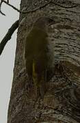 Grey-headed Woodpecker