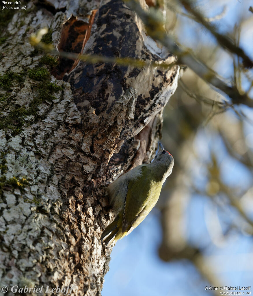 Grey-headed Woodpecker male