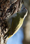 Grey-headed Woodpecker