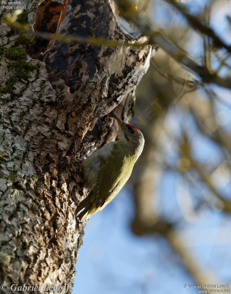 Grey-headed Woodpecker