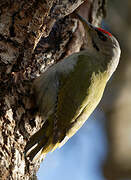 Grey-headed Woodpecker