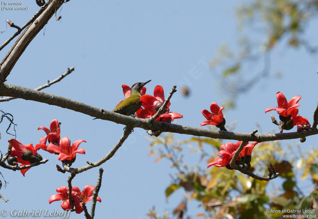 Grey-headed Woodpecker