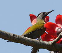 Grey-headed Woodpecker