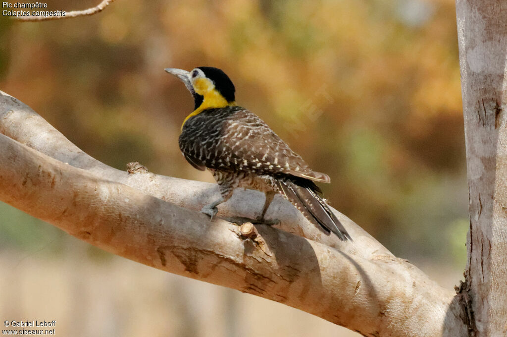 Campo Flicker female