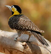 Campo Flicker