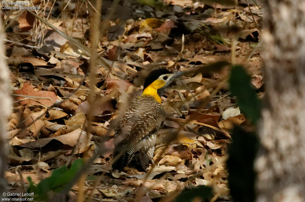 Campo Flicker female