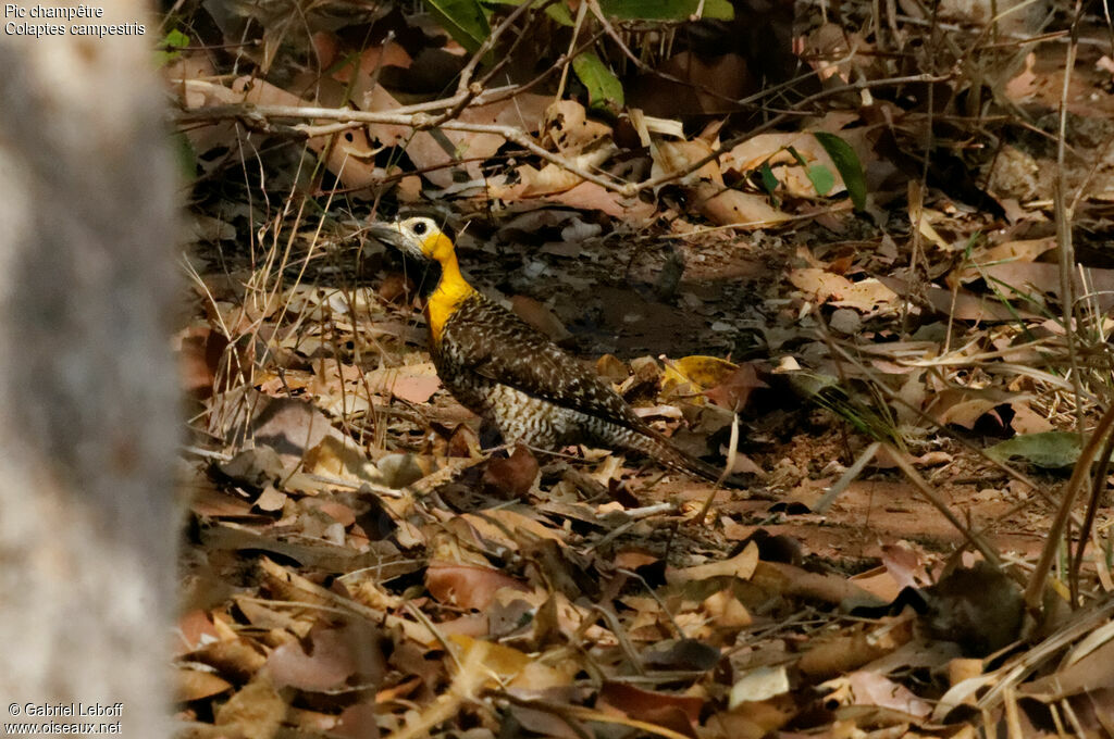 Campo Flicker female