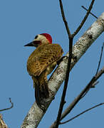 Spot-breasted Woodpecker