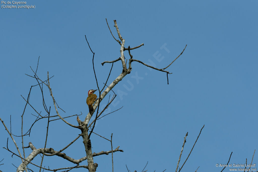 Spot-breasted Woodpecker