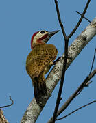 Spot-breasted Woodpecker