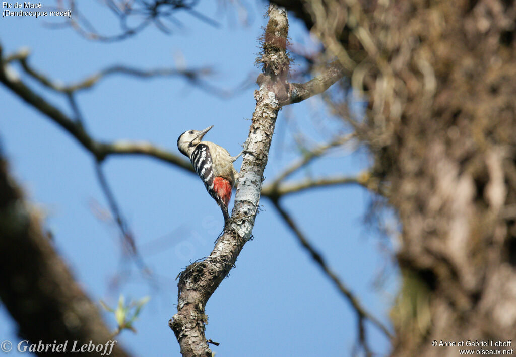 Fulvous-breasted Woodpecker female