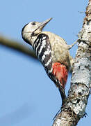 Fulvous-breasted Woodpecker