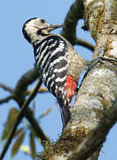 Fulvous-breasted Woodpecker