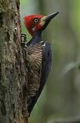 Crimson-crested Woodpecker