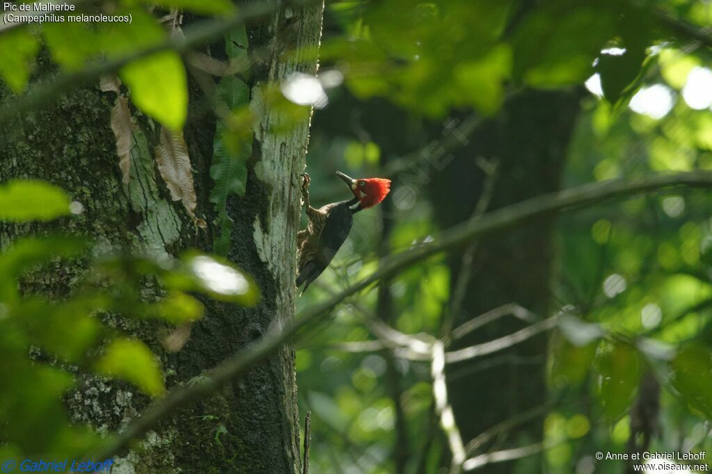 Crimson-crested Woodpecker male