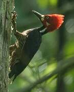 Crimson-crested Woodpecker