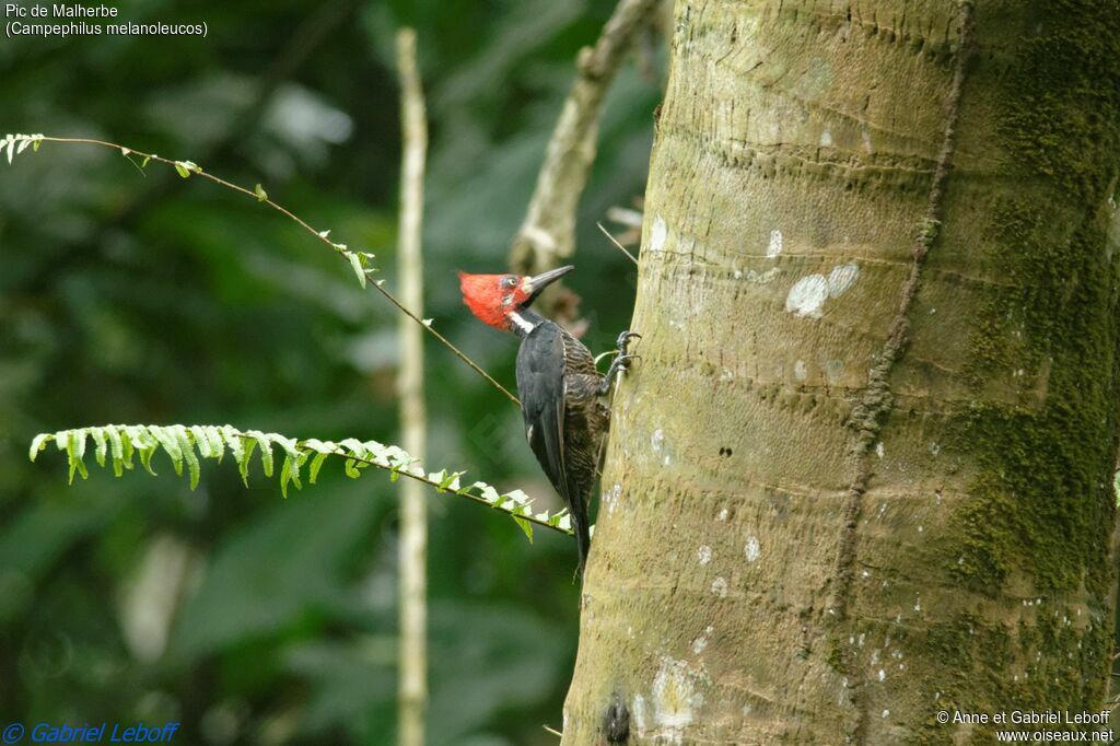 Crimson-crested Woodpecker