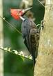 Pic de Malherbe