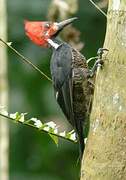 Crimson-crested Woodpecker