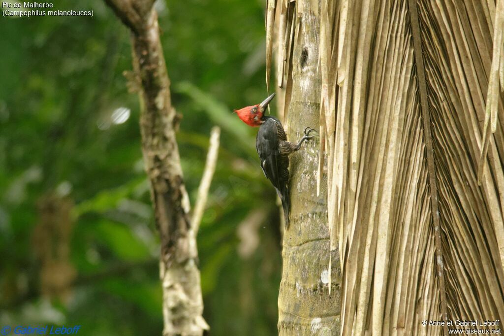 Crimson-crested Woodpecker