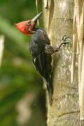 Crimson-crested Woodpecker