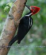 Crimson-crested Woodpecker