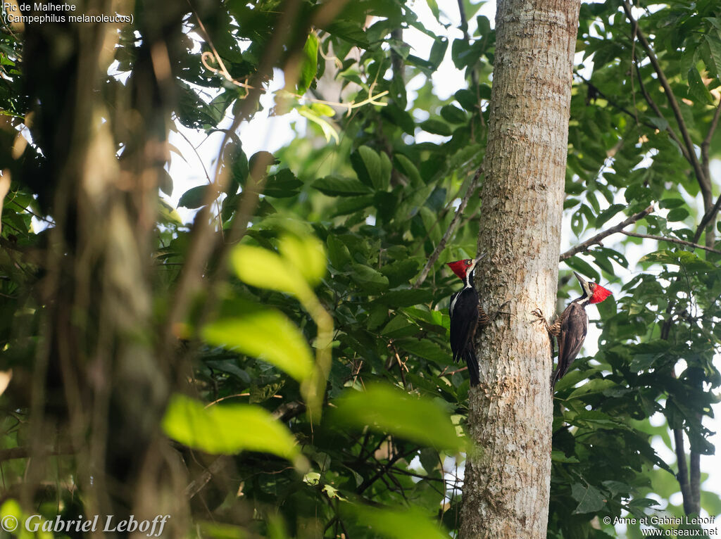 Crimson-crested Woodpecker female adult