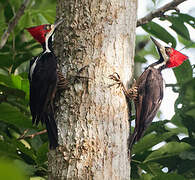 Crimson-crested Woodpecker