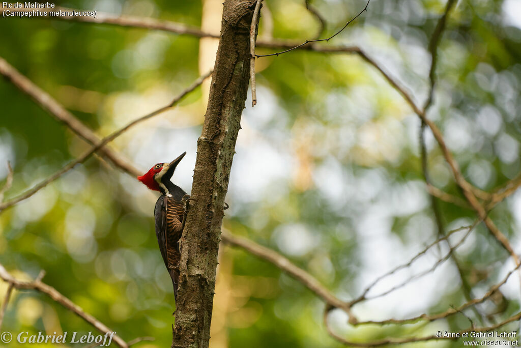 Crimson-crested Woodpecker female adult