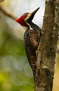 Crimson-crested Woodpecker