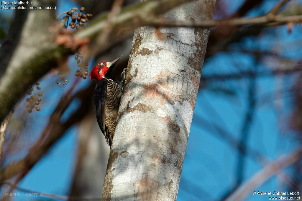 Crimson-crested Woodpecker male