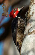 Crimson-crested Woodpecker