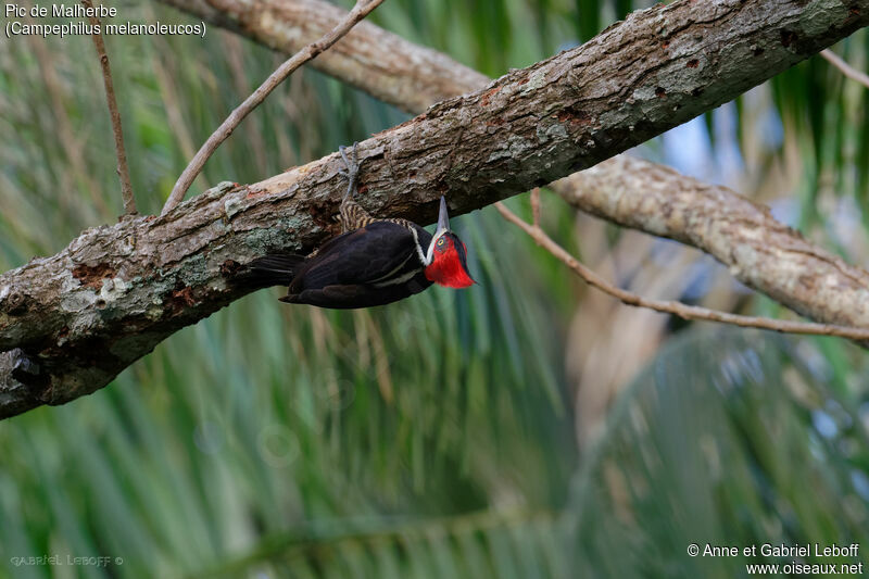 Crimson-crested Woodpecker female