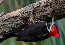 Crimson-crested Woodpecker