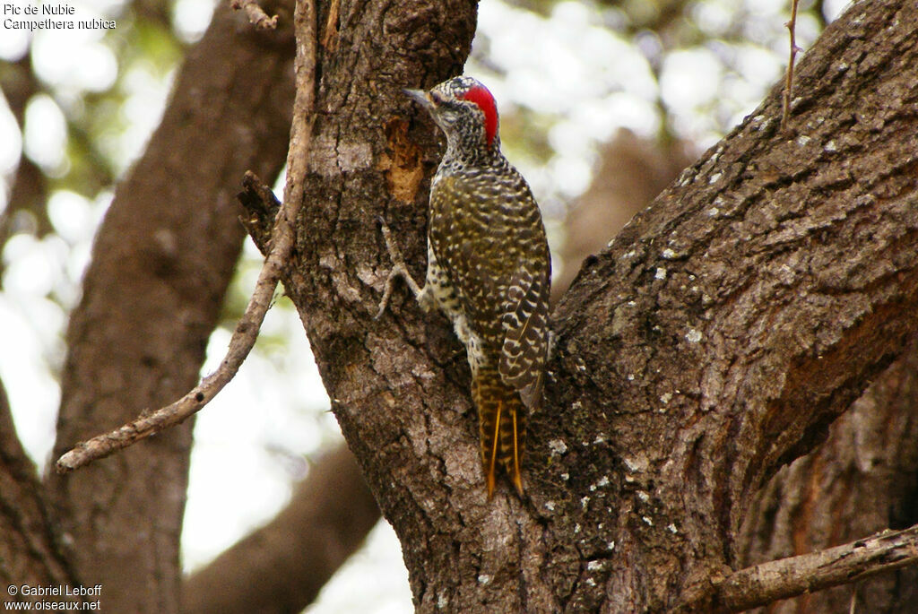 Nubian Woodpecker