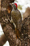 Nubian Woodpecker