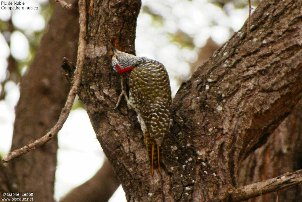 Nubian Woodpecker