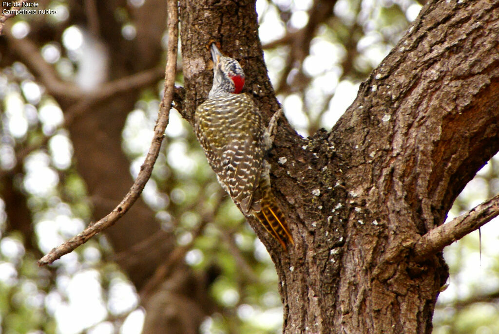 Nubian Woodpecker