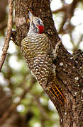 Nubian Woodpecker