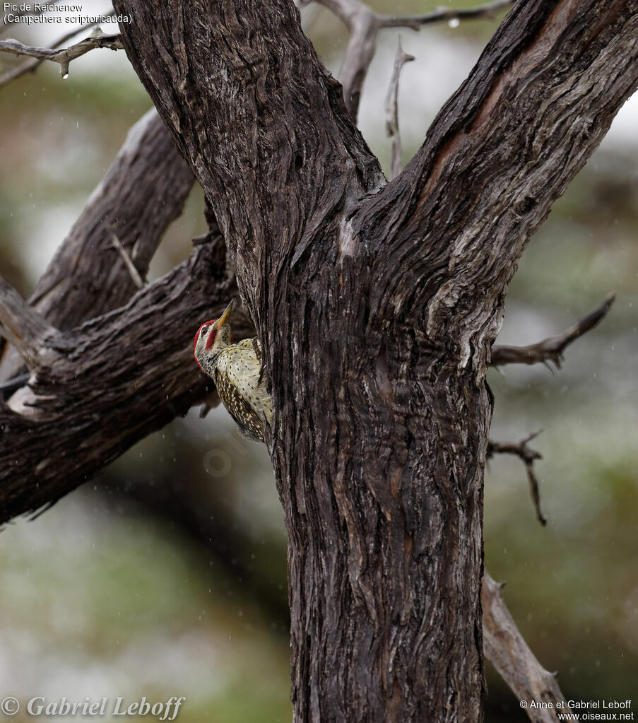 Speckle-throated Woodpecker male adult