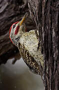 Speckle-throated Woodpecker