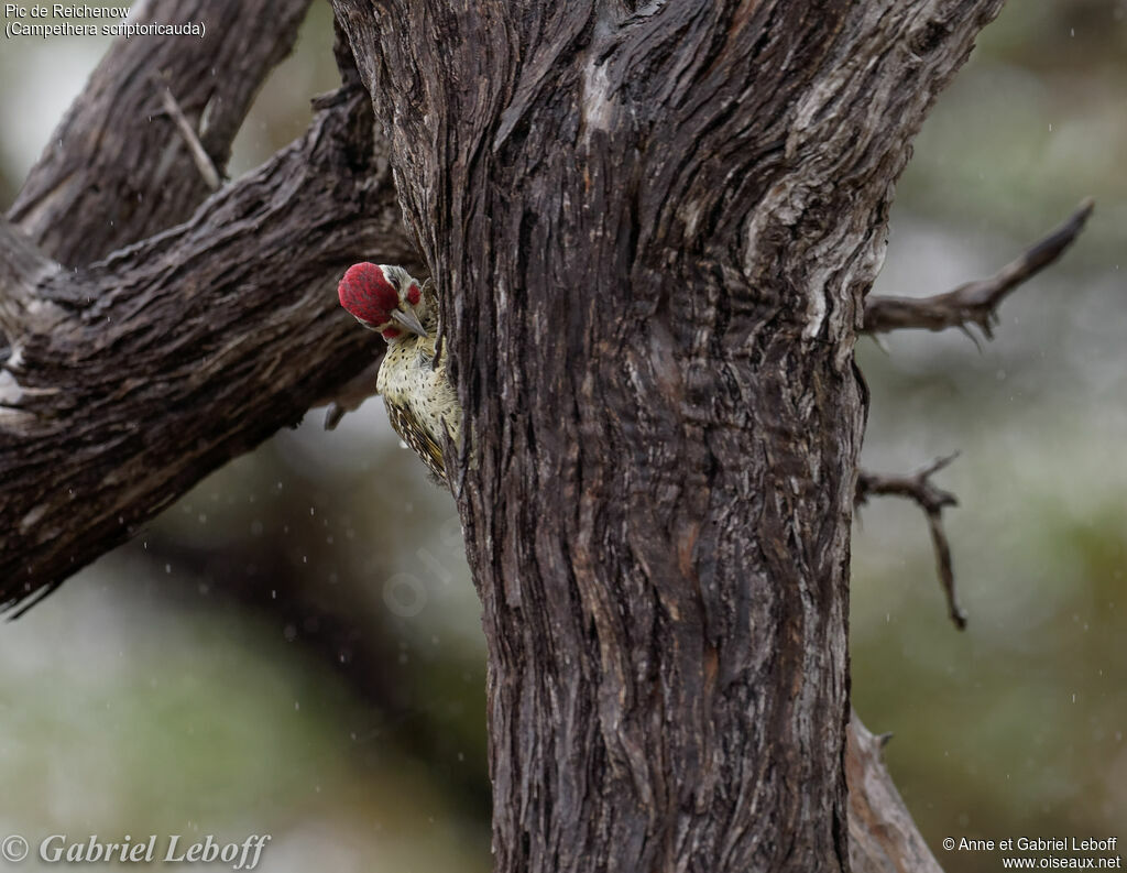 Speckle-throated Woodpecker male adult