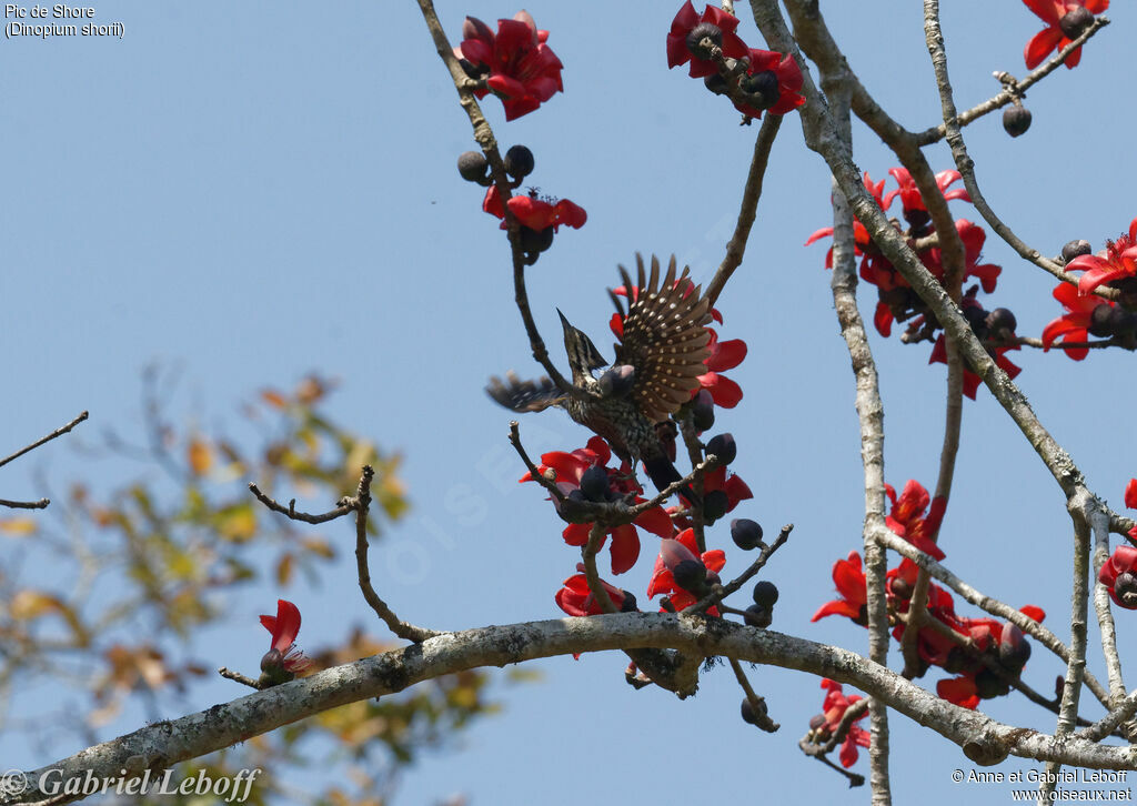 Himalayan Flameback female