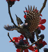 Himalayan Flameback