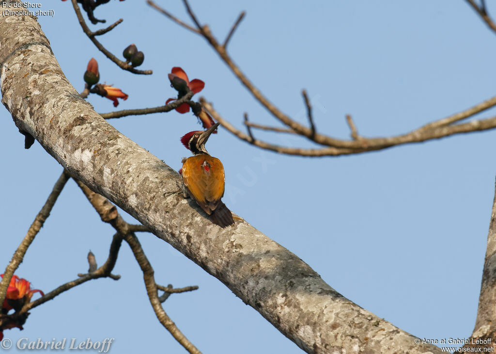 Himalayan Flameback male